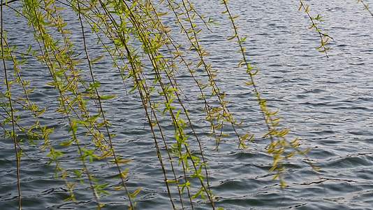 春天湖边的柳树柳枝随风摇曳焕发活力视频的预览图