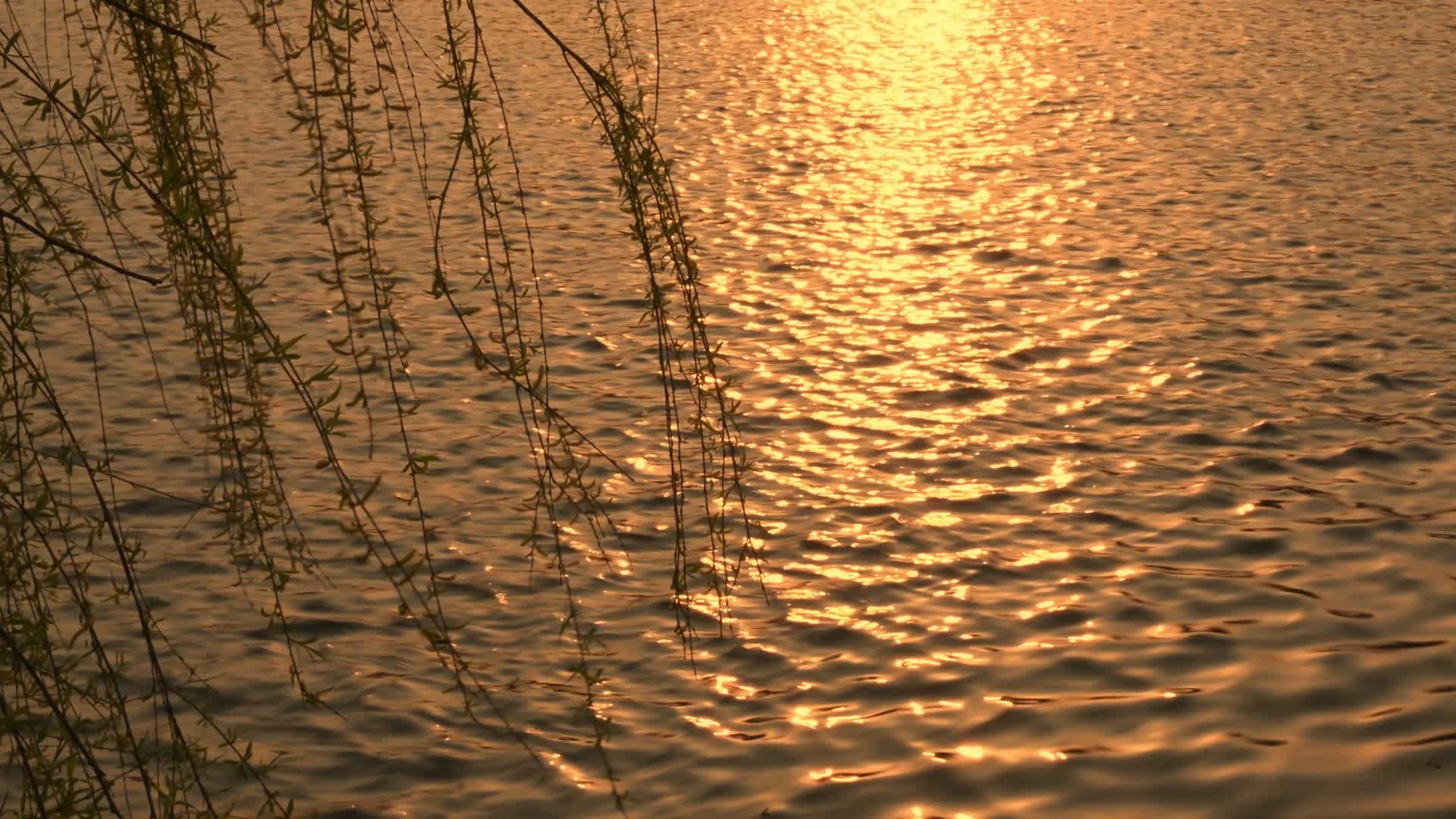 傍晚金色阳光洒在水面上波光粼粼视频的预览图