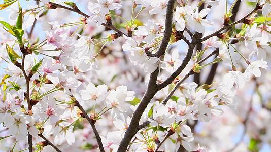 春天武大阳光下的樱花4K视频的预览图