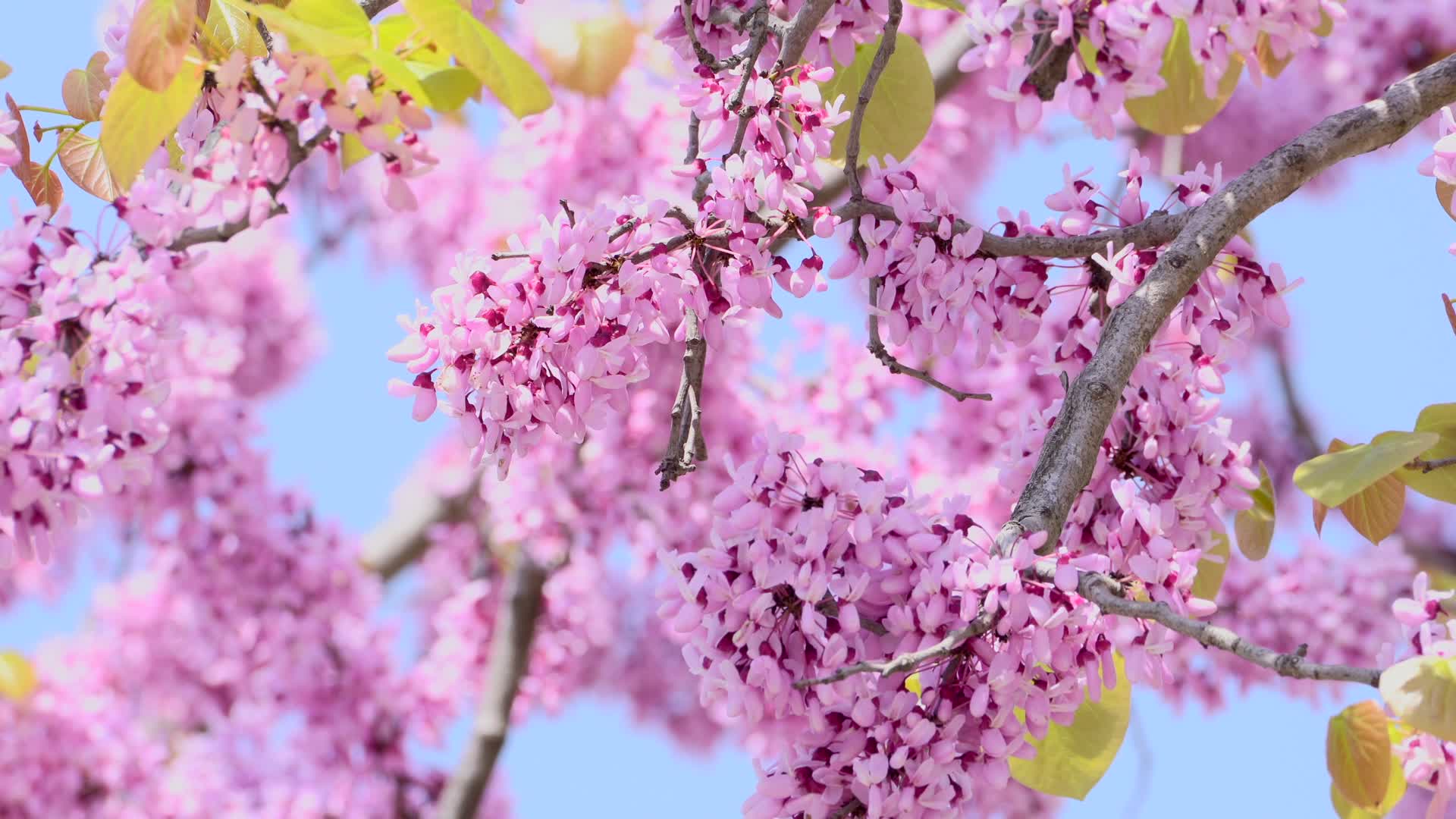 春暖花开唯美的紫荆花4K视频的预览图