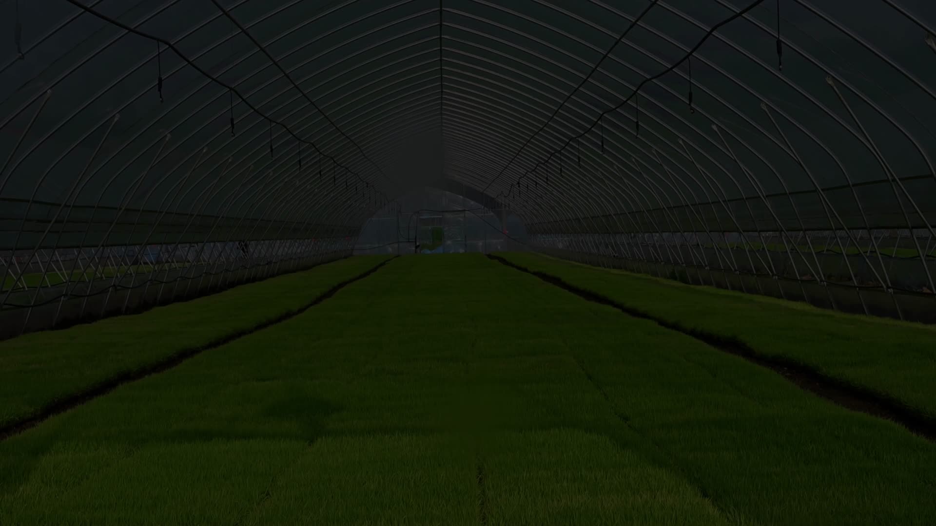 水稻集中育秧系列流程视频的预览图