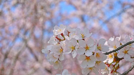 春天盛开的樱花树花朵随风摇曳视频的预览图