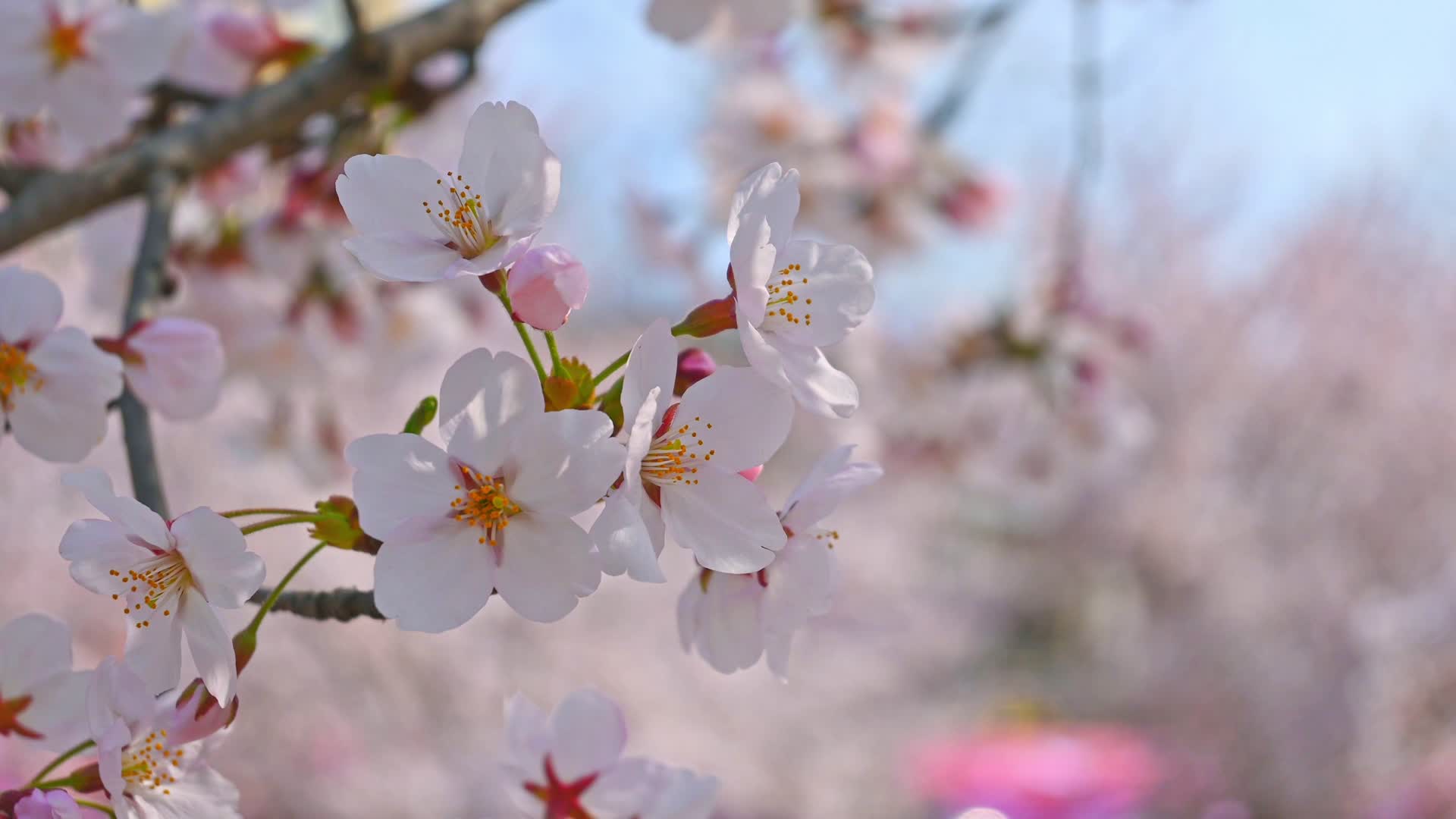 春天盛开的樱花树花朵随风摇曳视频的预览图