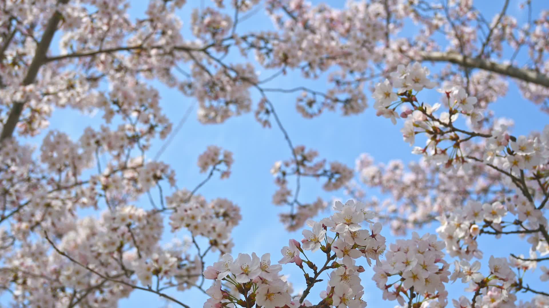 春天蓝色天空背景和盛开的樱花树视频的预览图