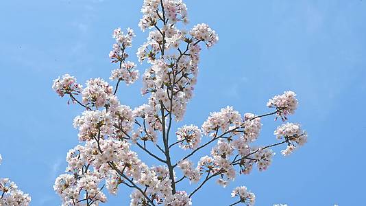 春天蓝色天空背景和盛开的樱花树视频的预览图
