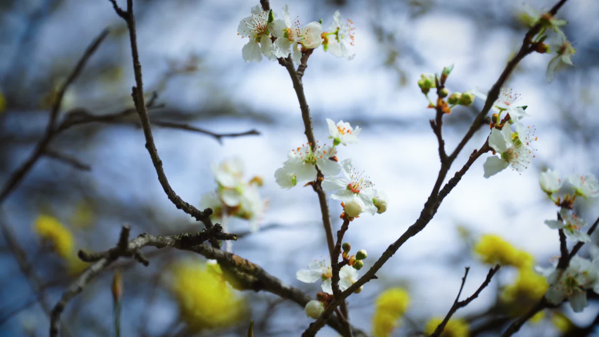 春季美丽鲜花合集视频的预览图