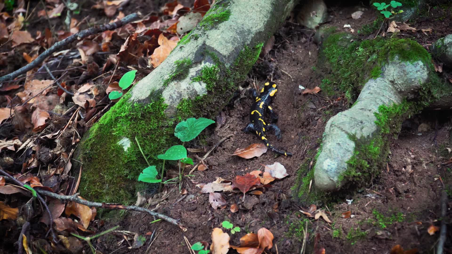 蝾螈蜥蜴森林爬行视频的预览图