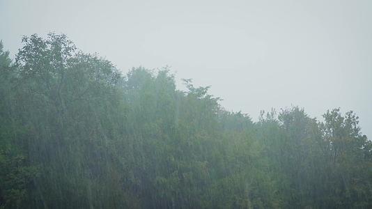 夏季森林暴雨大雨雷阵雨视频的预览图