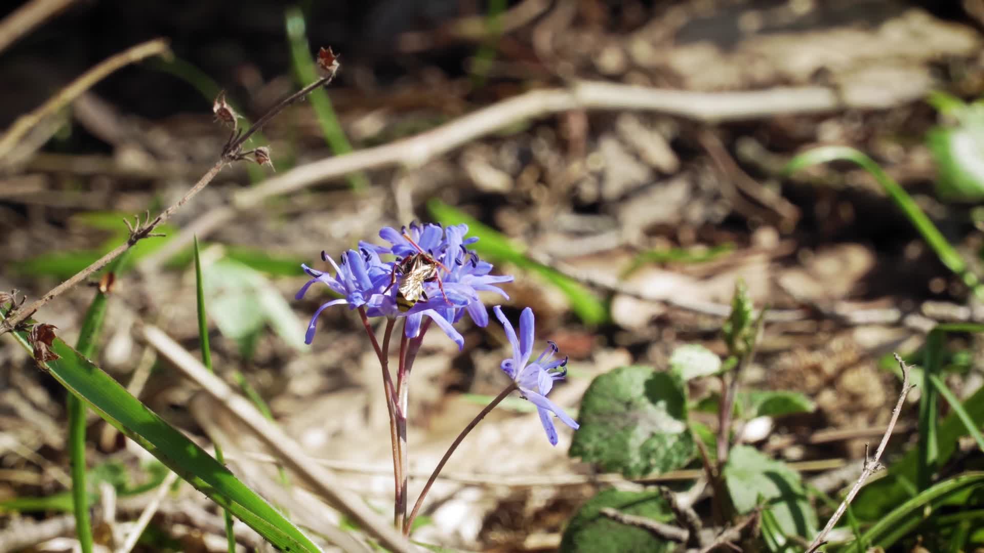 春季鲜花昆虫合集视频的预览图