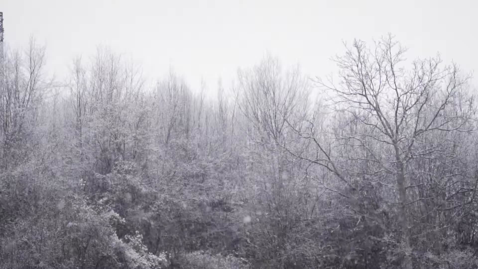 冬季森林鹅毛大雪视频的预览图
