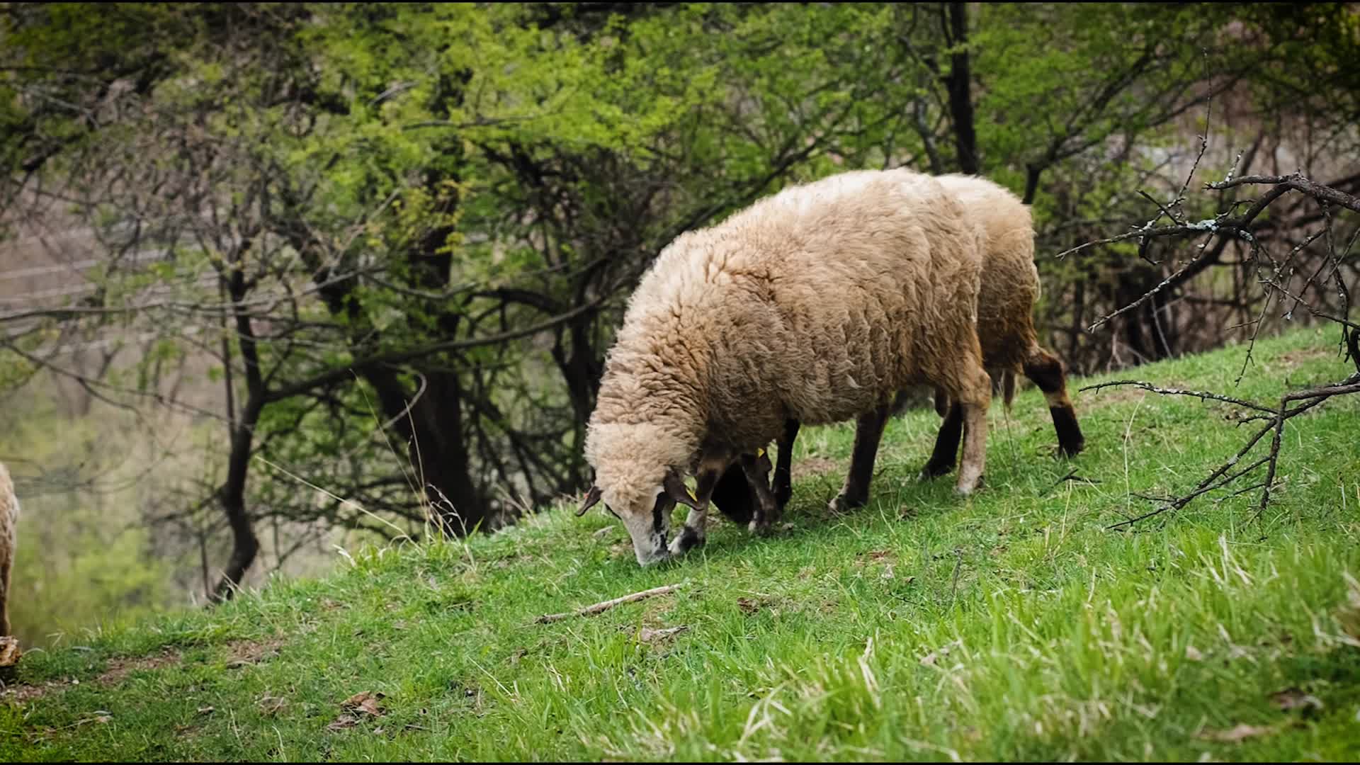 绵羊牧场草坪吃草放牧视频的预览图