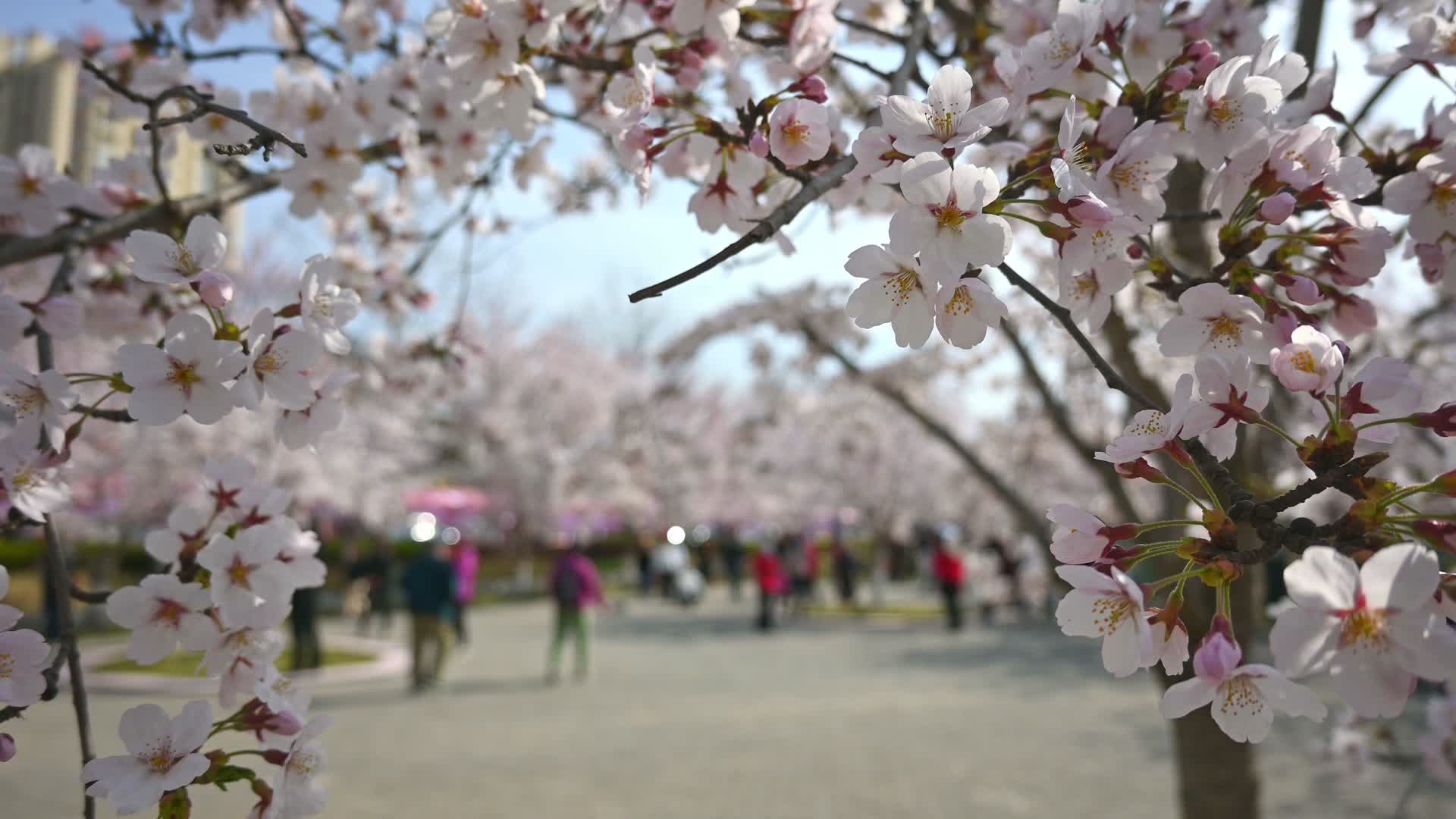 春天盛开的樱花树和观赏樱花的游客视频的预览图