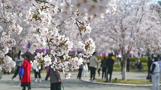 春天盛开的樱花树和观赏樱花的游客视频的预览图