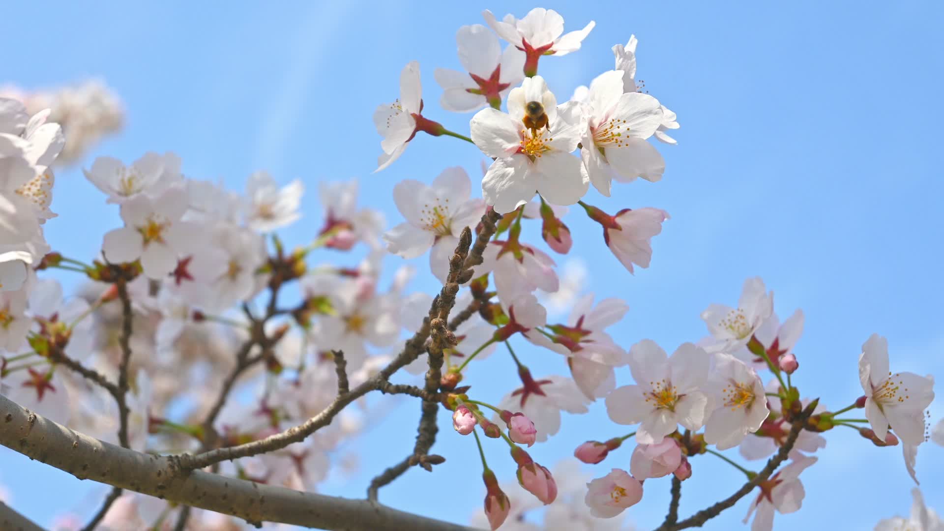 春天蜜蜂在盛开的樱花上采蜜视频的预览图