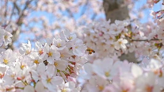 春天蜜蜂在盛开的樱花上采蜜视频的预览图