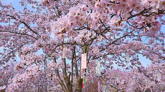 春天盛开的樱花树祈福视频的预览图