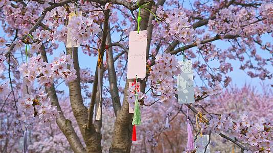 春天盛开的樱花树祈福视频的预览图
