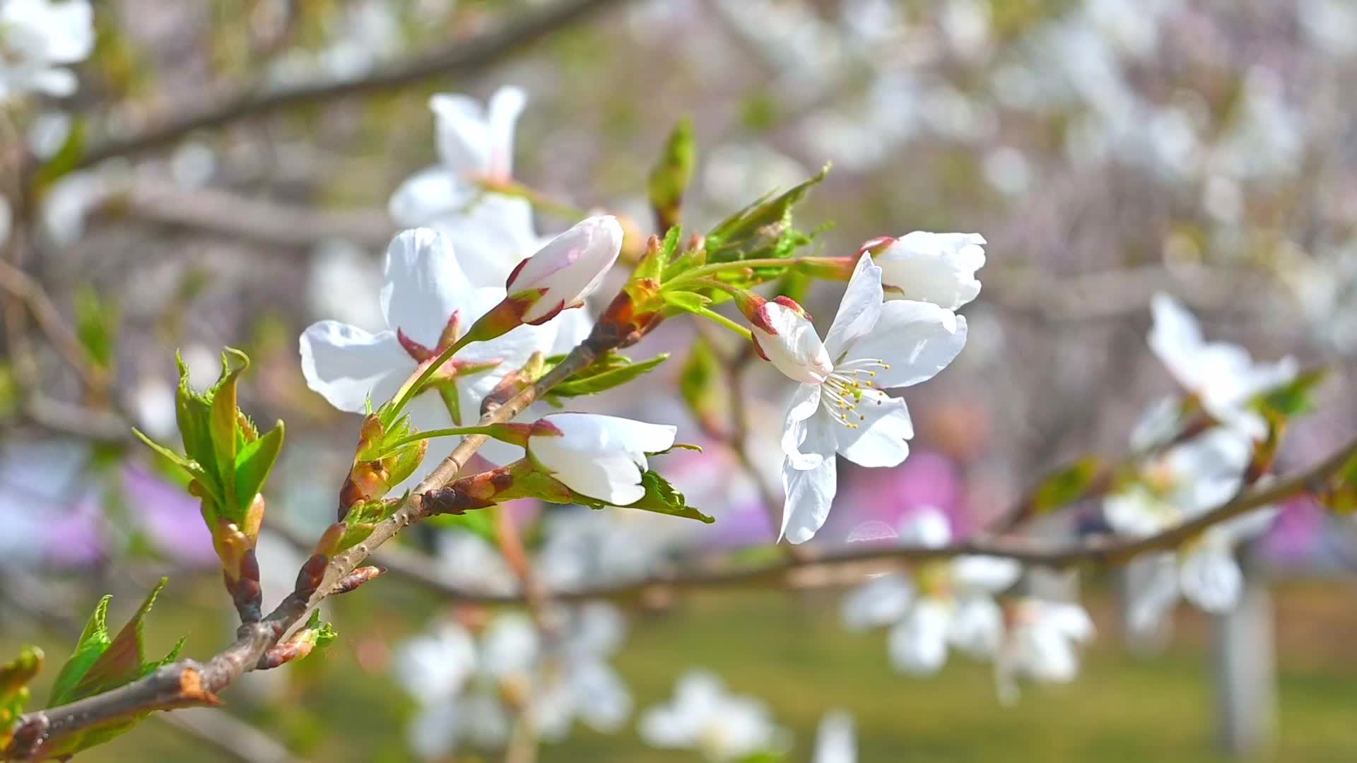春天盛开的樱花树花朵随风摇曳慢镜头视频的预览图