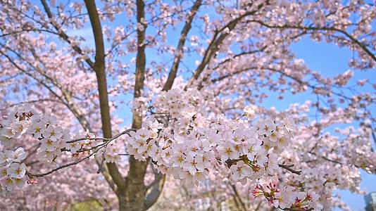 春天盛开的樱花树花朵随风摇曳慢镜头视频的预览图