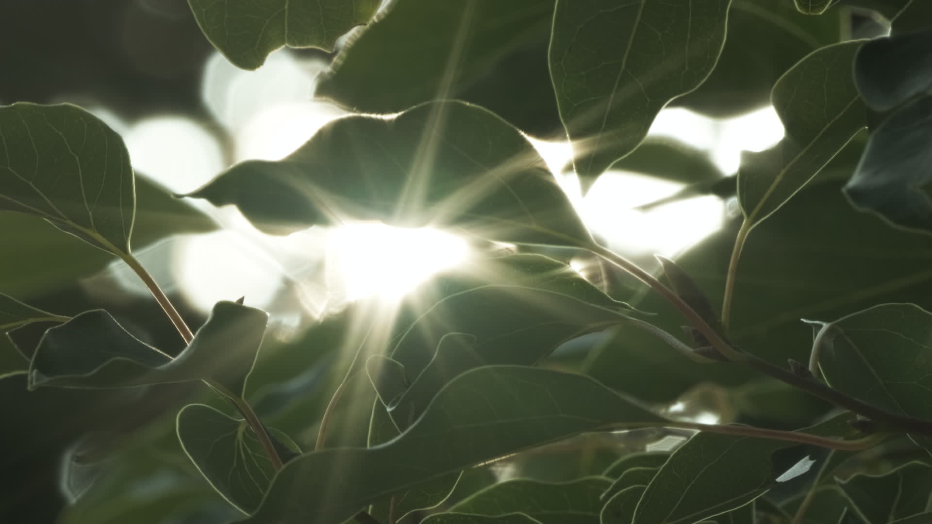 树叶星芒逆光耀眼实拍镜头视频的预览图