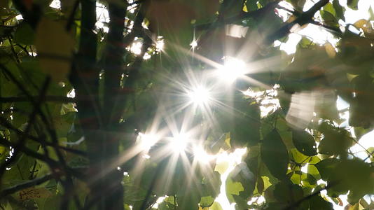 树叶星芒逆光耀眼实拍镜头视频的预览图