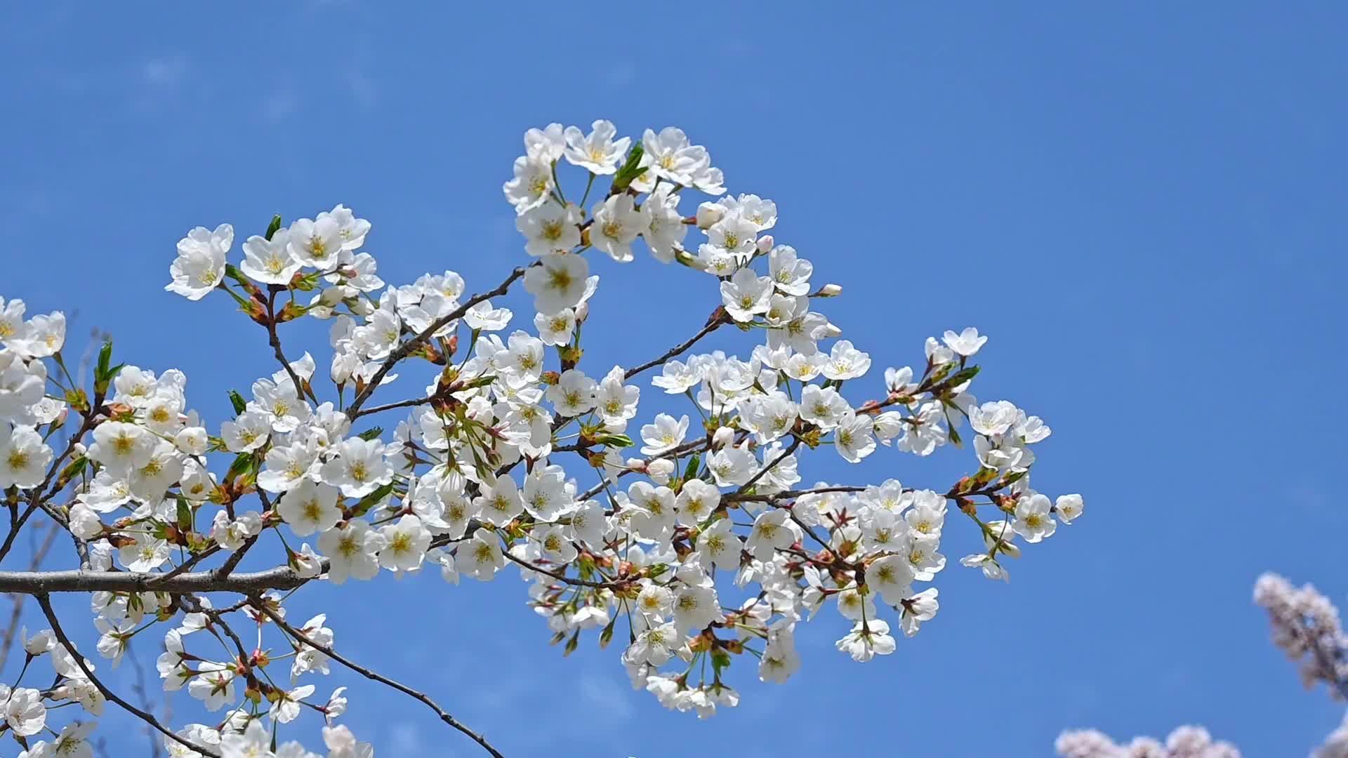 春天蓝色天空背景和盛开的樱花树慢镜头视频的预览图