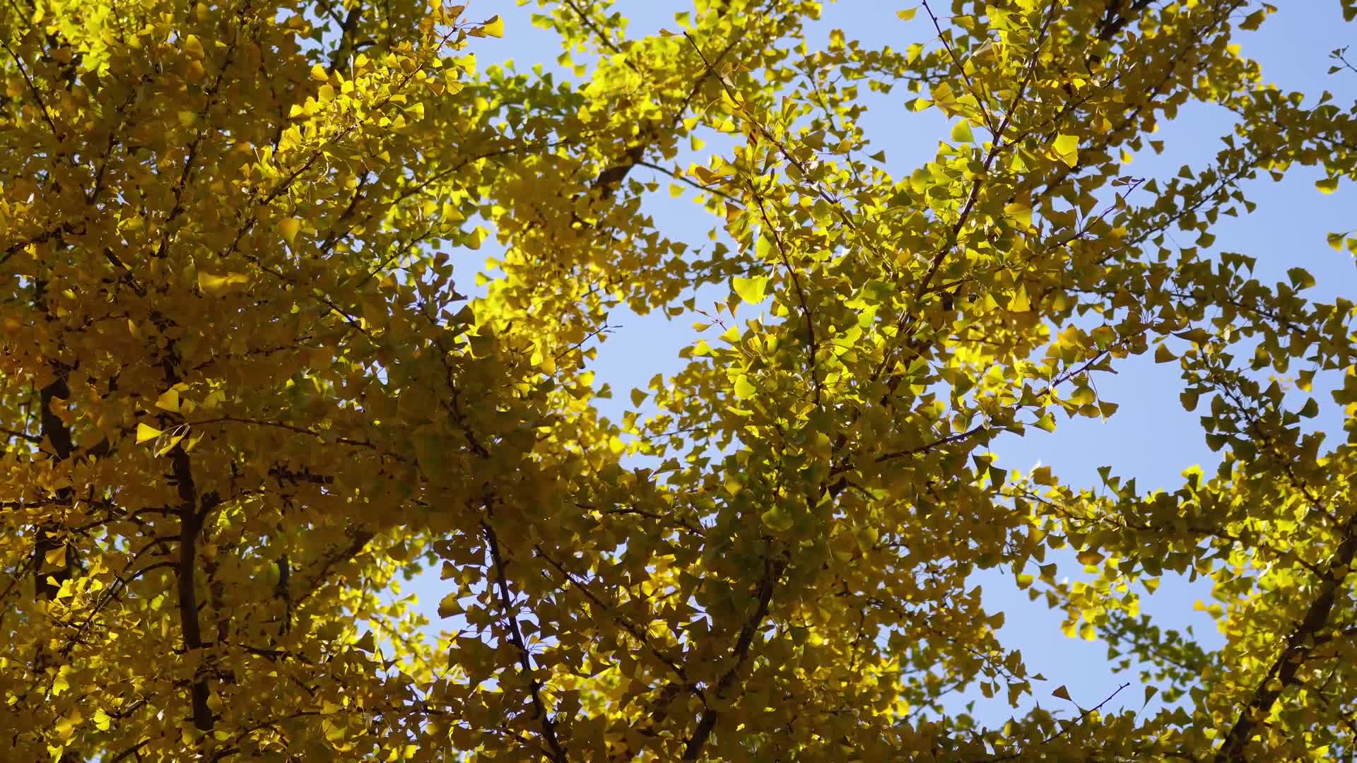 银杏叶子红叶枫叶黄叶秋季秋景深秋赏秋空镜视频的预览图