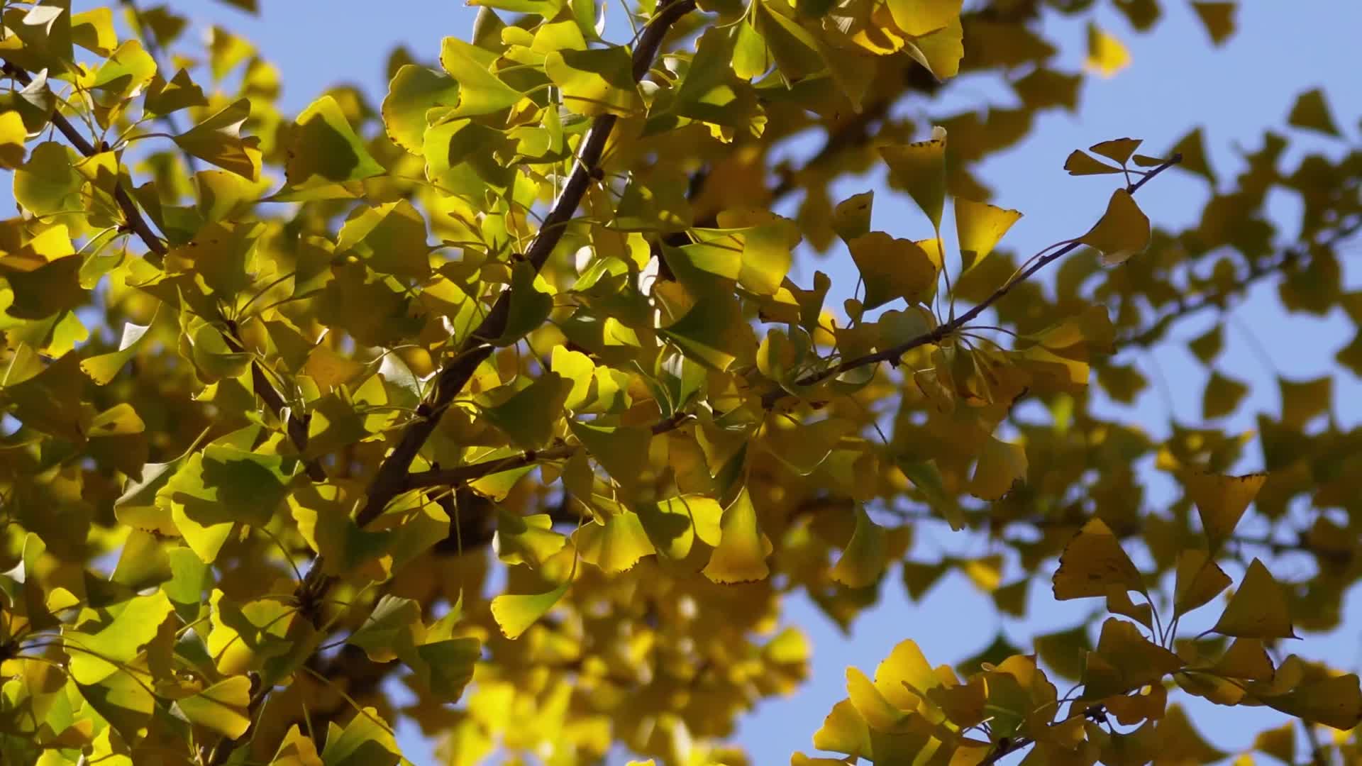银杏叶子红叶枫叶黄叶秋季秋景深秋赏秋空镜视频的预览图