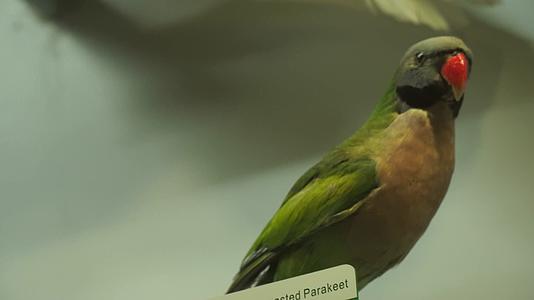 鹦鹉鸳鸯文鸟观赏鸟类标本视频的预览图
