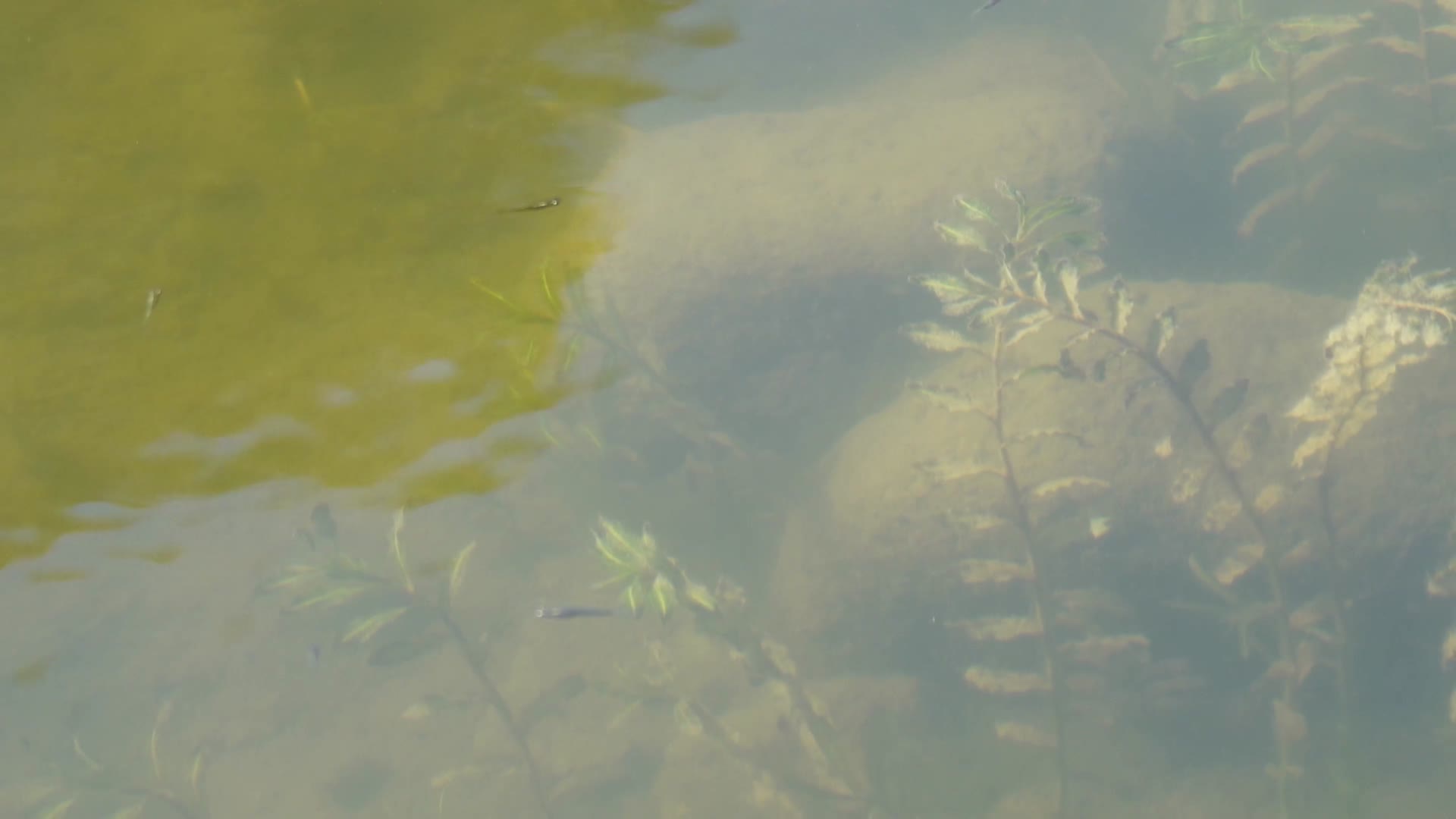 鱼苗小鱼野生鱼类麦穗鱼池塘水沟水下水草视频的预览图