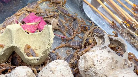 油炸昆虫活蝎子食用昆虫炸蚂蚱豆丹黑暗料理视频的预览图