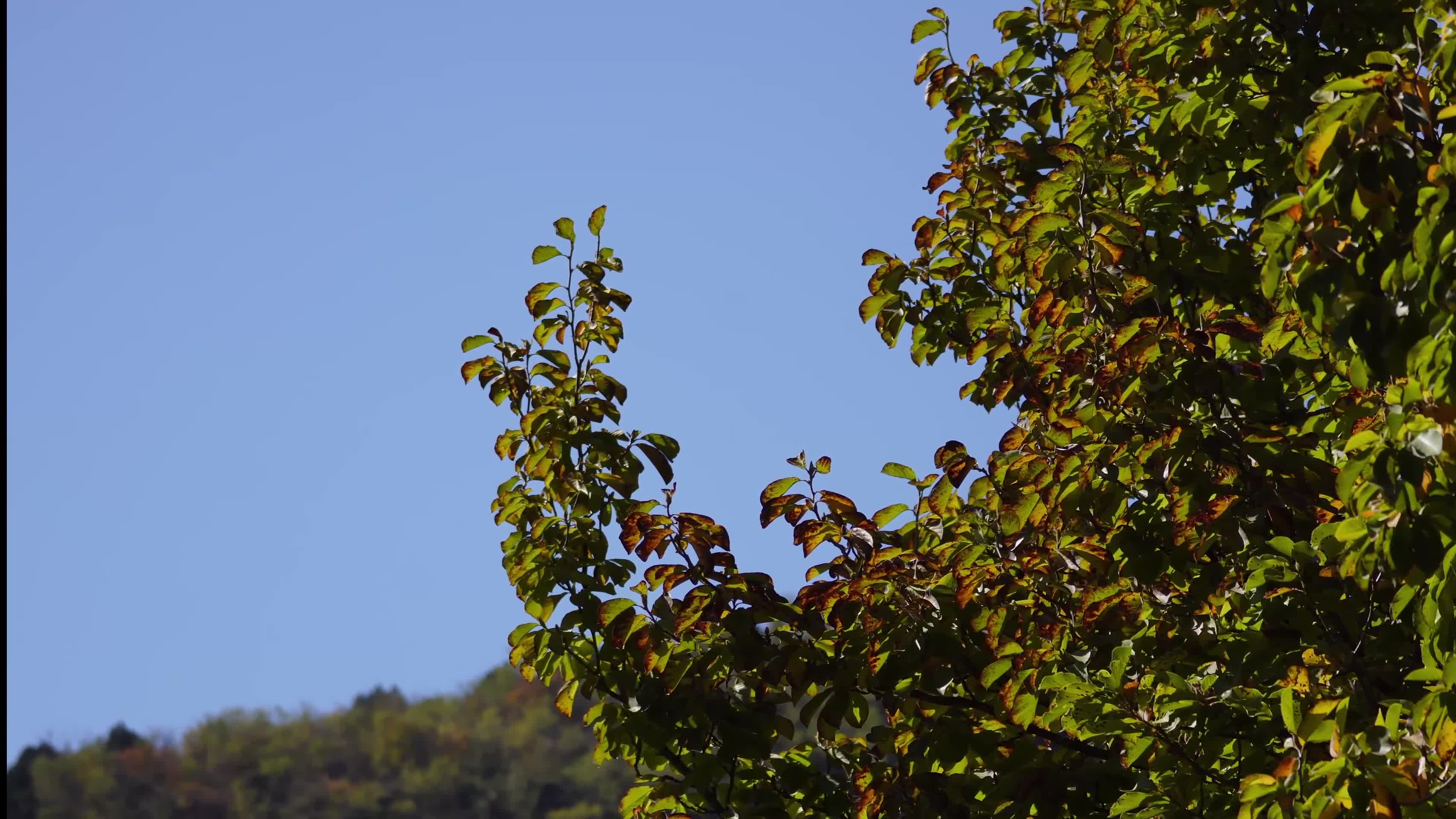远方风景树木掩映枝叶植物绿色生态绿化视频的预览图