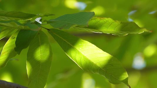 植物叶子绿叶枝叶空镜风景大自然树叶阳光活力绿色视频的预览图