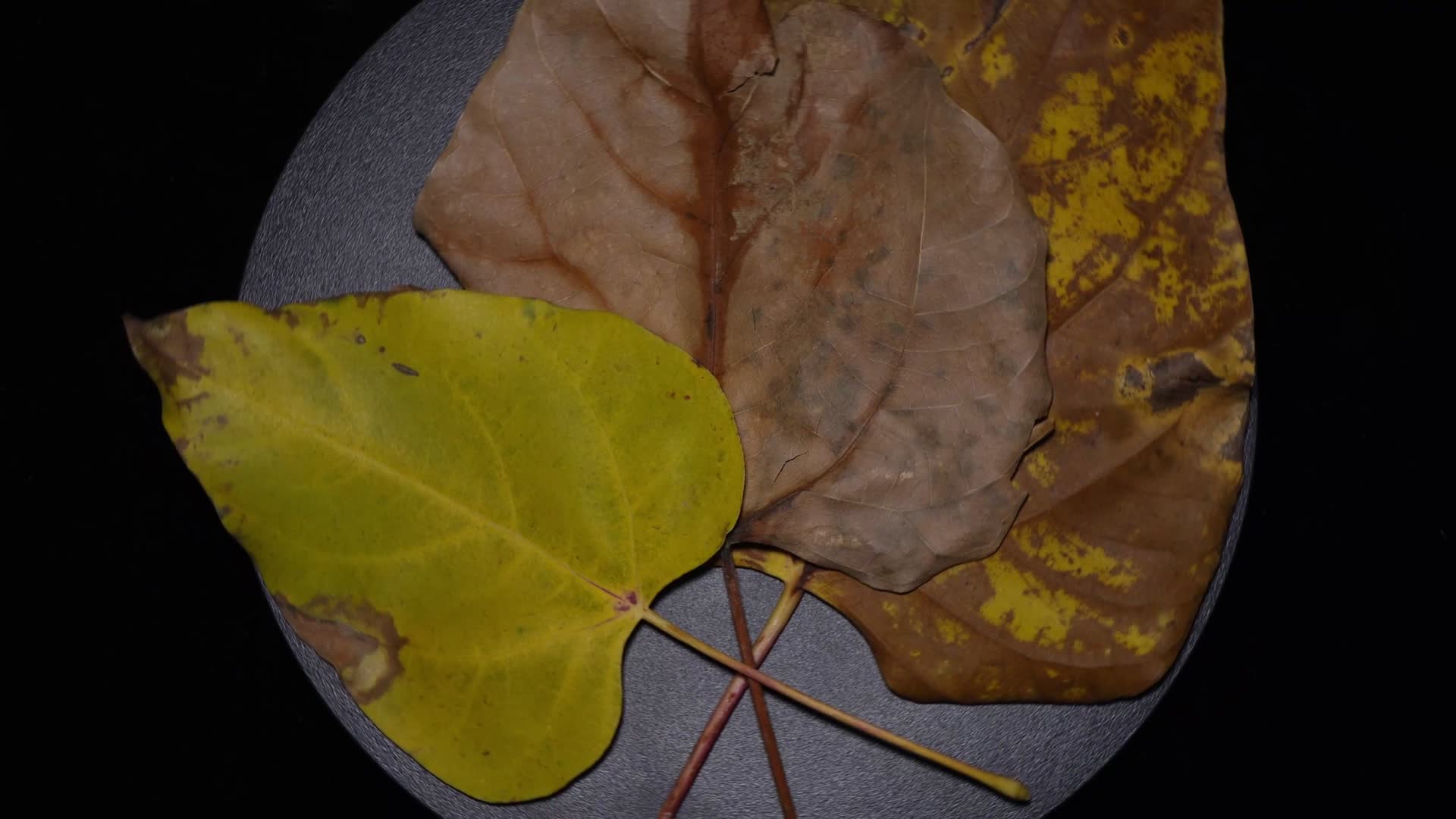 植物标本微距叶脉叶绿素叶片脉络视频的预览图