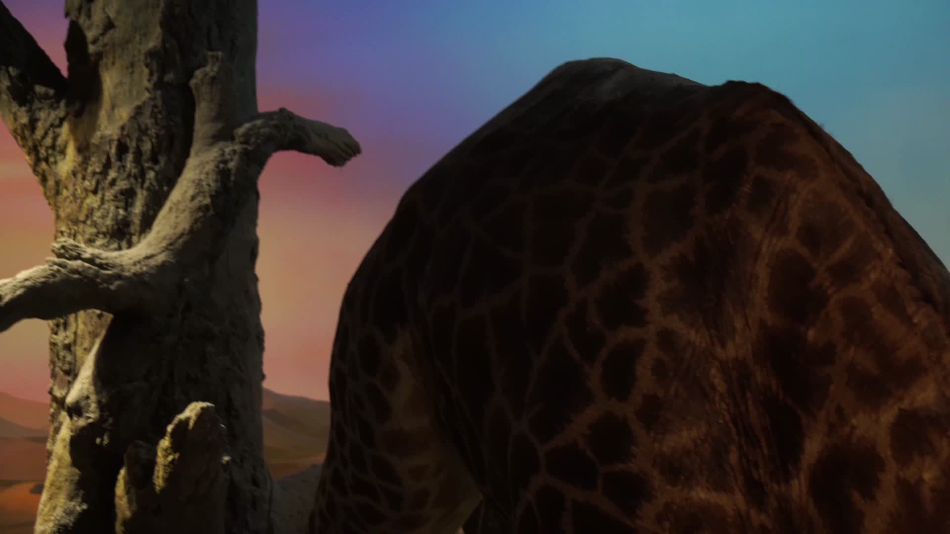 长颈鹿长脖鹿野生动物标本视频的预览图