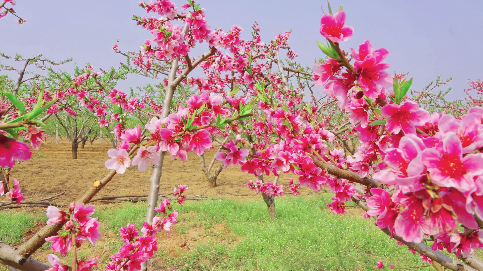 桃花盛开桃园春色可商用视频的预览图