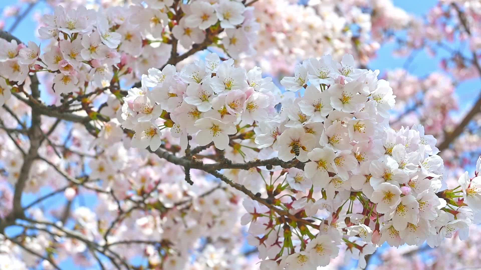 春天蜜蜂在盛开的樱花上采蜜慢镜头视频的预览图