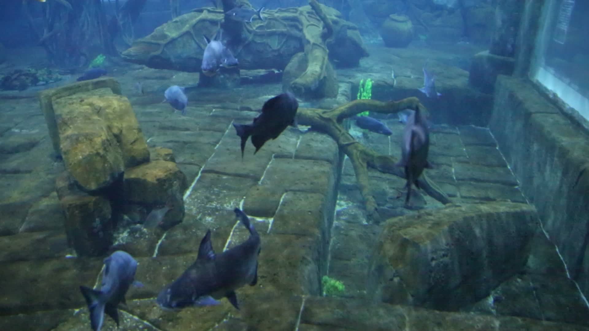 水族馆视频的预览图