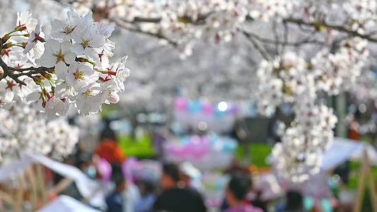 春天盛开的樱花树和观赏樱花的游客慢镜头视频的预览图