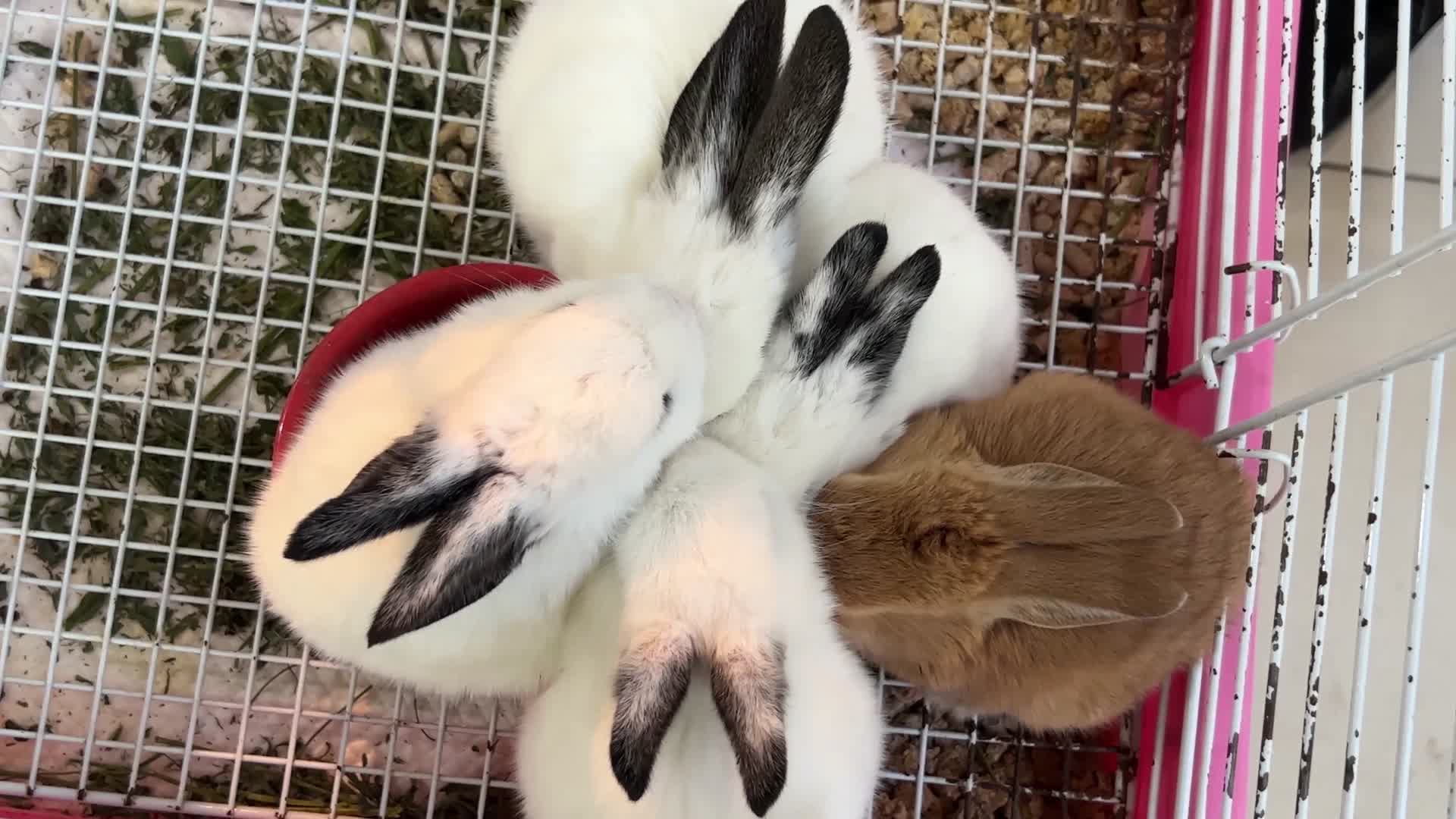 侏儒兔宠物兔长毛兔垂耳兔兔子视频的预览图
