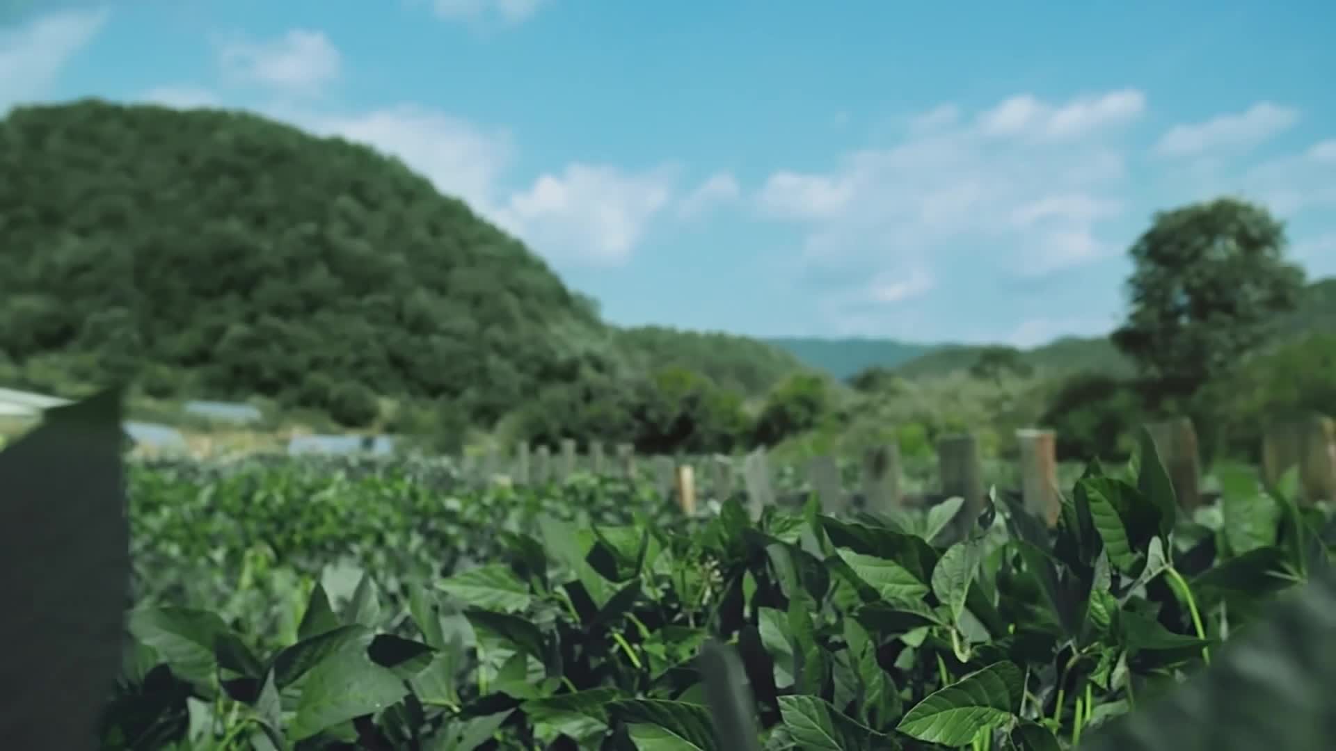 大豆黑豆种植物生长丰收纳豆美容农业科技视频的预览图