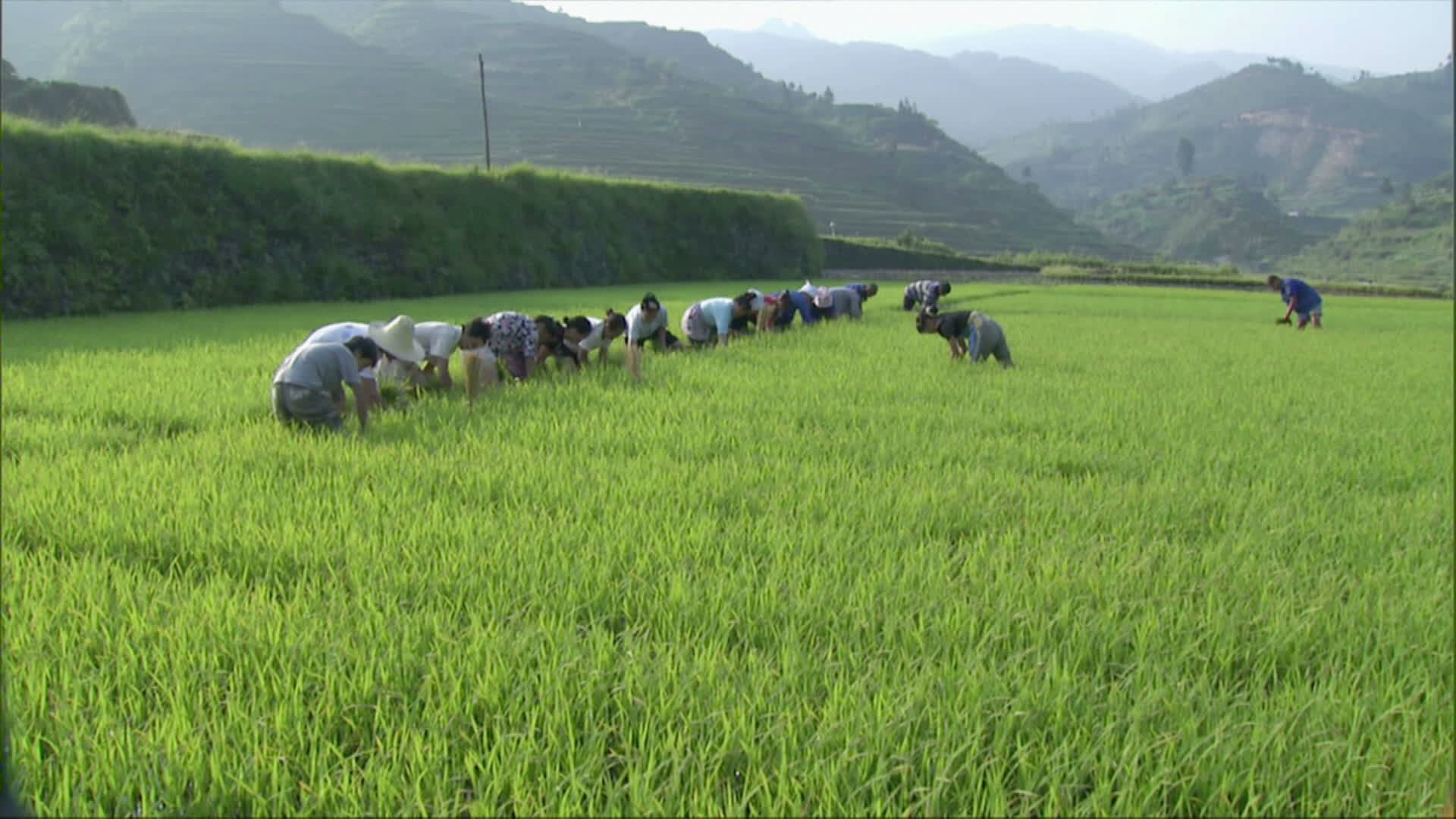 水稻田农民在拔秧苗高清实拍视频视频的预览图