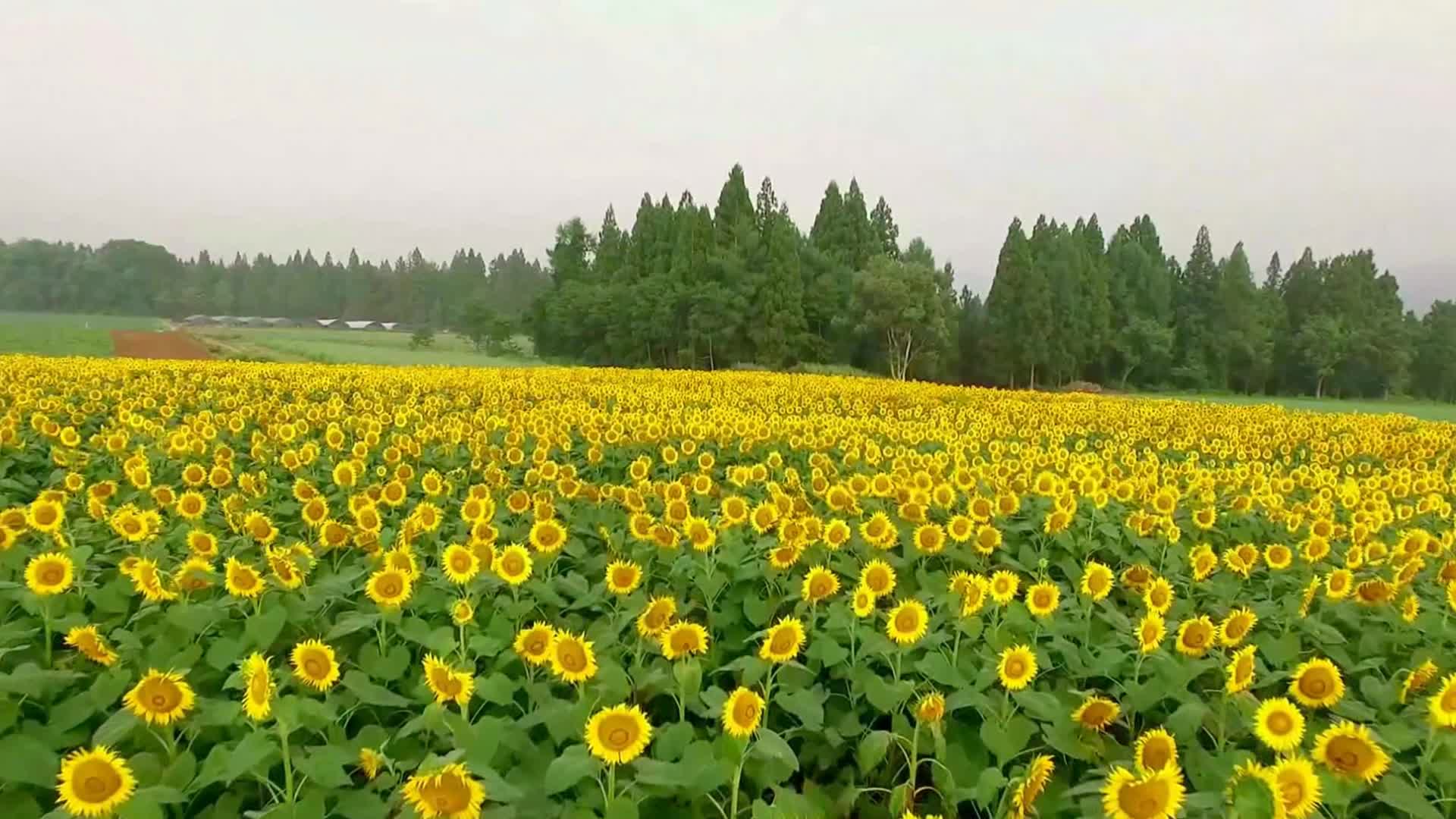 高清航拍向日葵田视频农业风光太阳花葵花视频的预览图