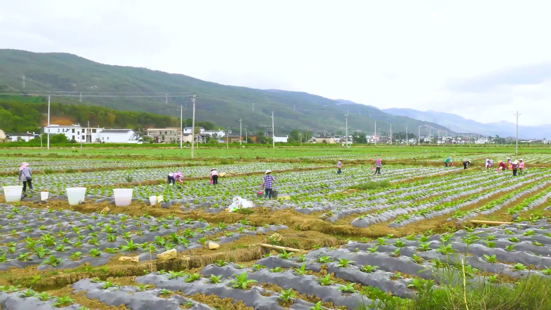 农民挑水灌溉农田高清实拍视频视频的预览图