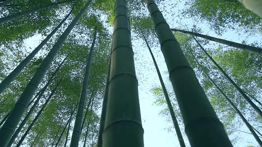 唯美绿色光影竹林高清背景视频视频的预览图
