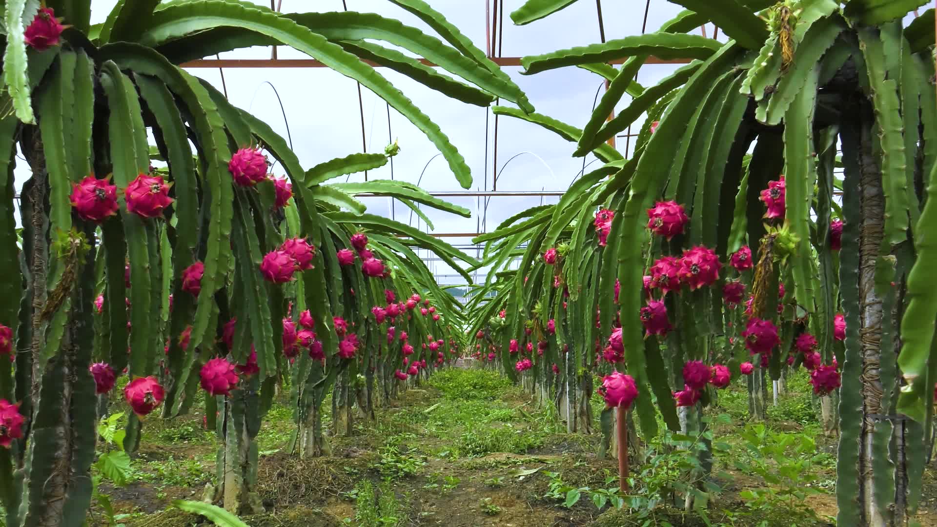 大棚水果种植视频视频的预览图