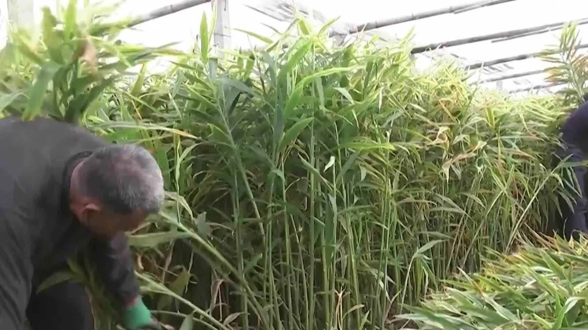 实拍生姜大姜种植收获加工视频视频的预览图