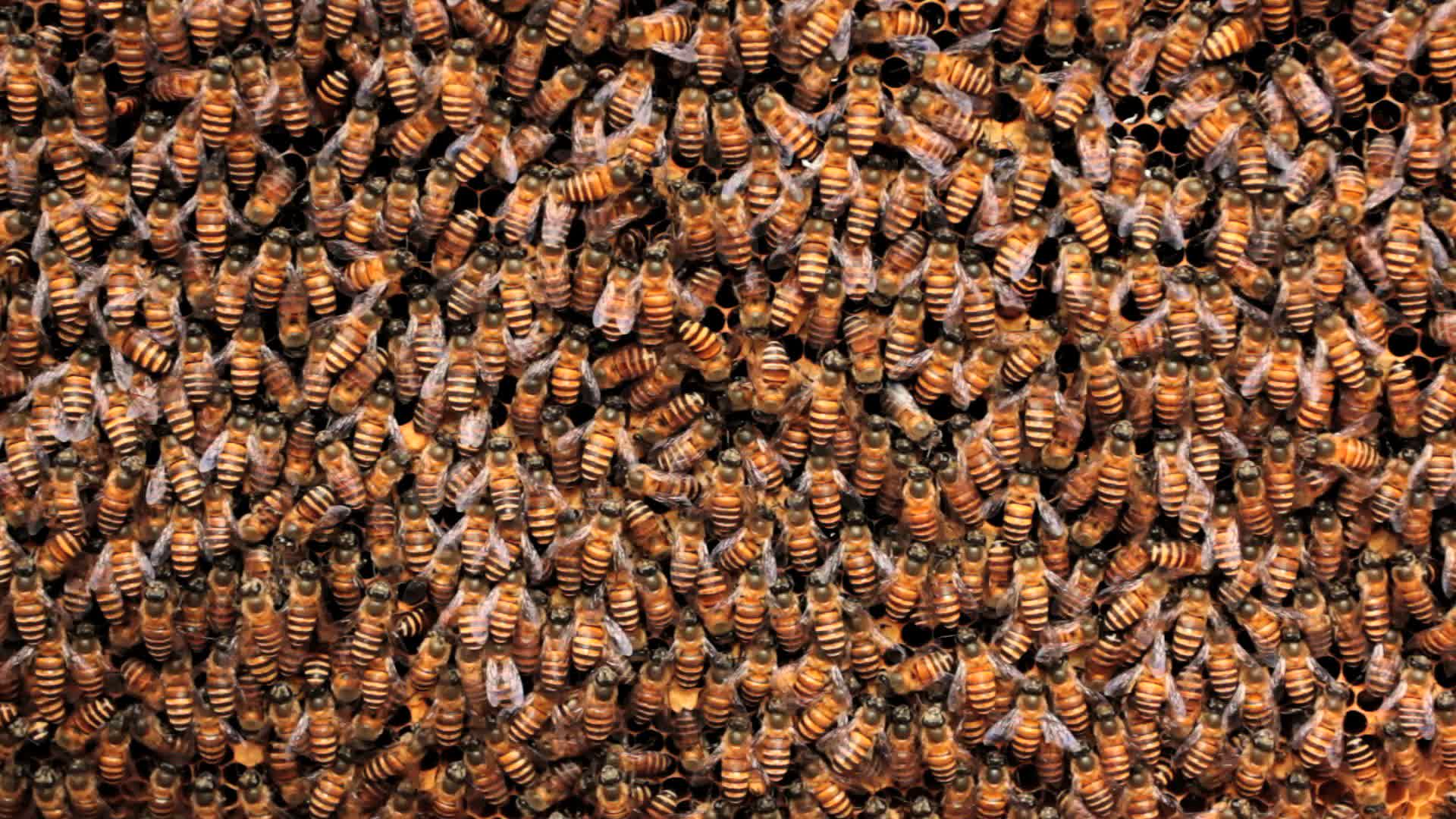成堆蜜蜂视频的预览图