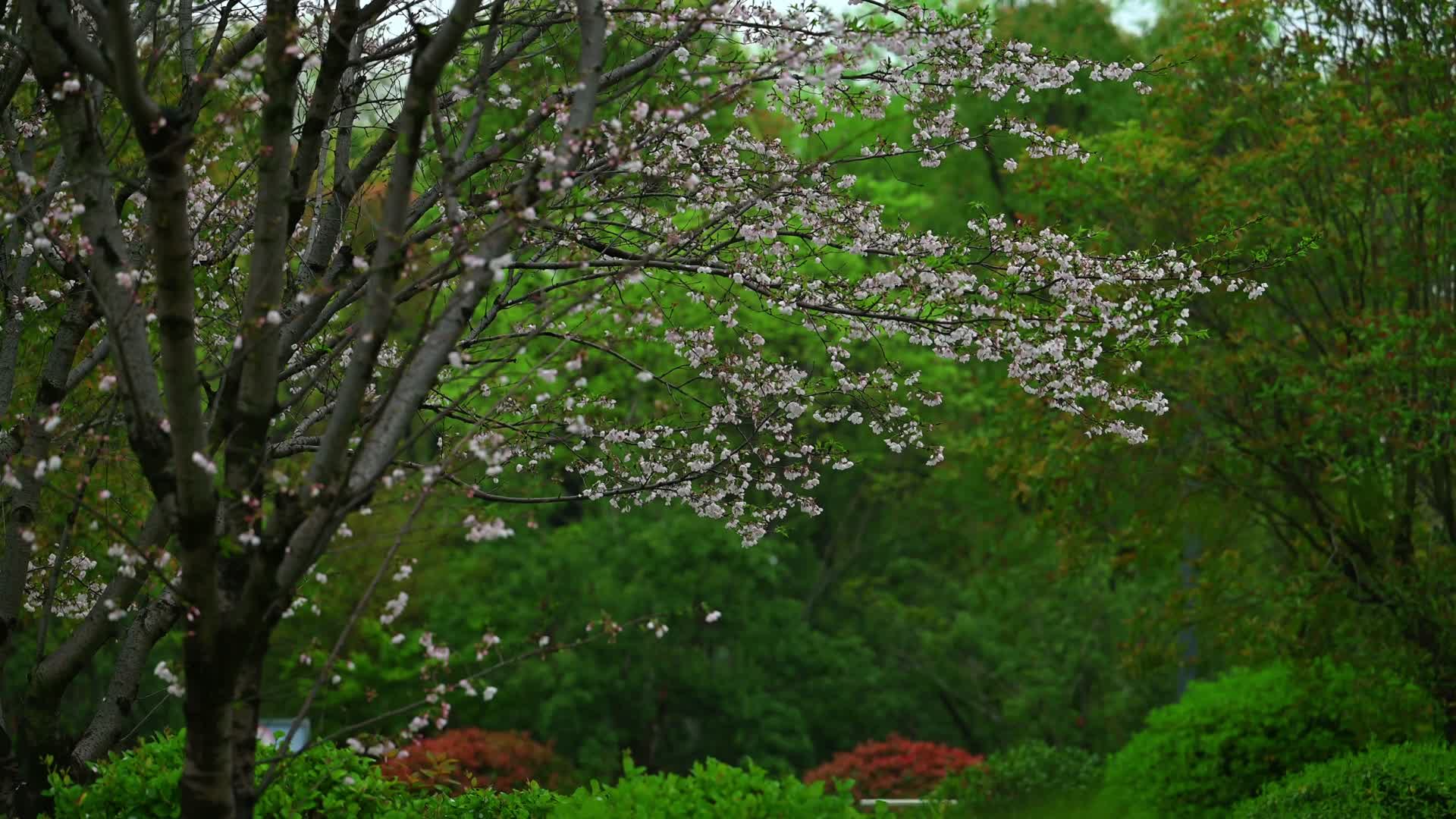 郁金香瀑布花公园小景视频的预览图