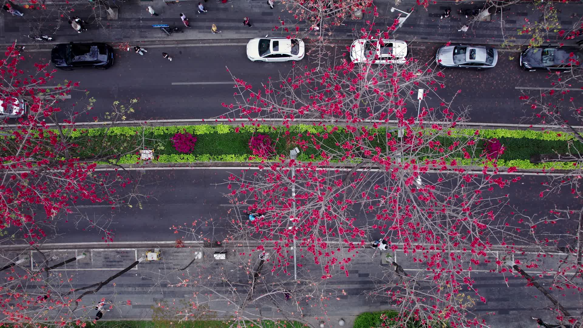 阳光唯美红色百年木棉花公路长廊航拍4K视频视频的预览图